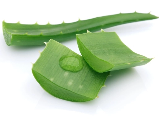 Aloe vera zpomaluje stárnutí pokožky