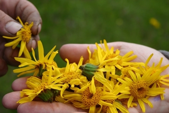 Arnika (Arnica montana) – výjimečná léčivá bylina na tupá poranění, klouby, otoky nebo revmatizmus